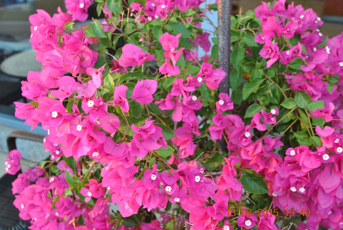 imagini hotel GRAND BLUE SKY KUSADASI